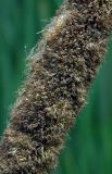 Typha angustifolia. Часть мужского соцветия. Республика Адыгея, г. Майкоп, южная окраина, подножие северной оконечности водораздельного хребта Нагиеж-Уашх, луг, небольшой зарастающий водоём. 30.05.2020.