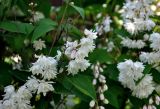 Deutzia scabra. Соцветия и листья (f. plena). Московская обл., г. Железнодорожный, в культуре. 26.06.2020.