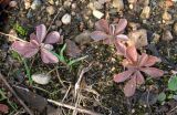 Polygala amarella