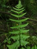 Dryopteris cristata. Лист (вайя) с верхней стороны. Томск, окр. с. Киргизка, залесённое кочкарное мохово-травяное болото, на небольшой кочке. 16.07.2021.