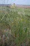 Filipendula vulgaris