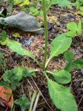 genus Hieracium. Прикорневые листья. Пермский край, подножие Вогульского камня, долина р. Жигалан, смешанный лес. 30.06.2010.