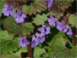 Glechoma hederacea