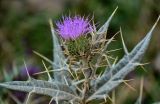 Cirsium argillosum. Верхушка побега с соцветием. Дагестан, Гунибский р-н, с. Гамсутль, ≈ 1400 м н.у.м., каменистый участок лугового склона. 29.07.2022.