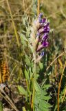 Oxytropis spicata