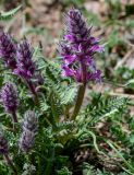 Pedicularis violascens. Верхушки побегов с соцветиями. Киргизия, Ошская обл., Памир, Заалайский хр., гребень пика Петровского, ≈ 4000 м н.у.м., альпийский луг. 05.07.2022.