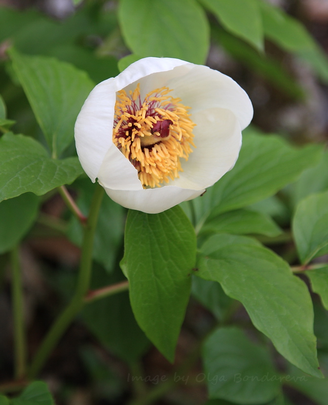 Изображение особи Paeonia wittmanniana.