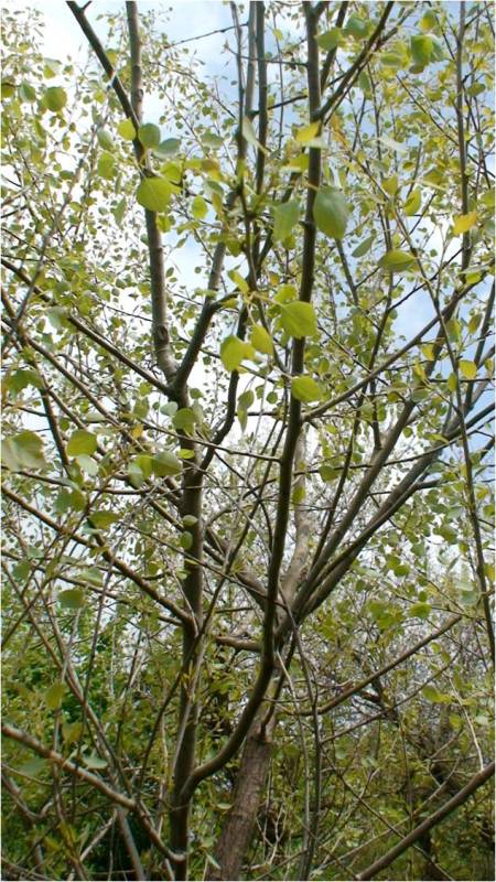 Image of Populus euphratica specimen.
