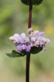 Phlomoides tuberosa