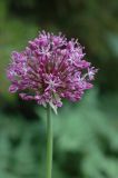 Allium severtzovioides