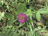 Trifolium pratense