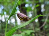 Cypripedium calceolus