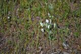 Ornithogalum navaschinii