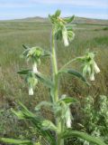 Onosma subtinctoria