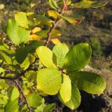 Salix caprea