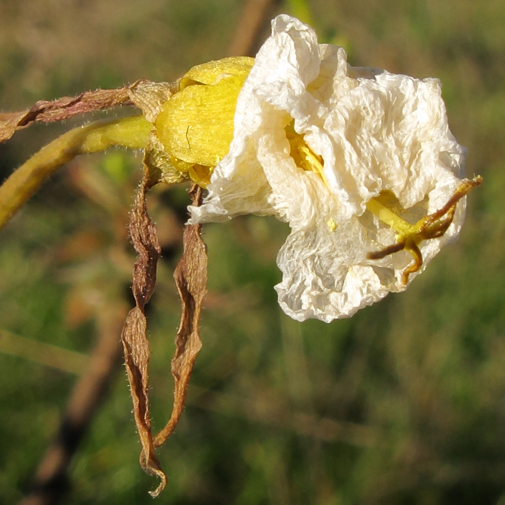 Изображение особи Oenothera glazioviana.