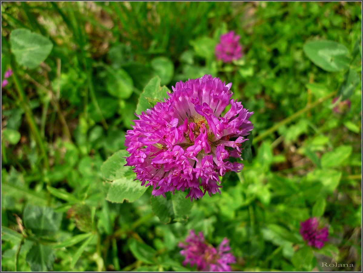 Изображение особи Trifolium pratense.