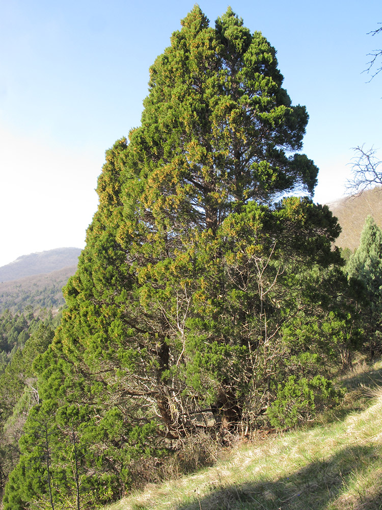 Изображение особи Juniperus foetidissima.