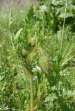 Papaver rhoeas. Верхушка растения с бутонами. Украина, г. Запорожье, край балки возле с. Малышевка. 15.05.2014.