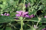 Phlomis regelii