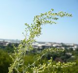 Artemisia glauca