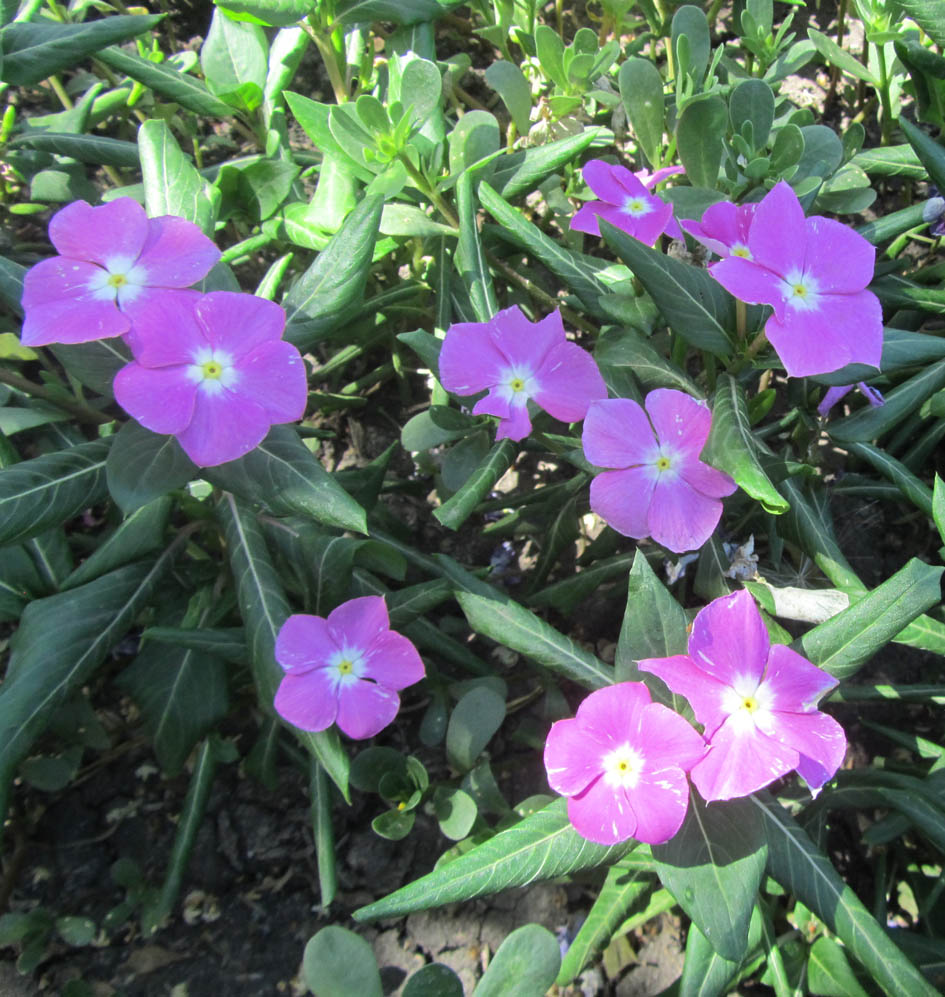 Изображение особи Catharanthus roseus.