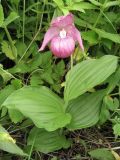 Cypripedium macranthos