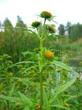 Bidens radiata. Верхушка цветущего растения. Томская обл., окр. г. Томск. 26.08.2009.