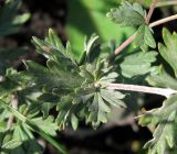 Potentilla argentea