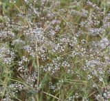 Gypsophila paniculata