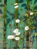 Convolvulus arvensis