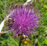 Serratula coronata. Соцветие. Татарстан, Бавлинский р-н, опушка леса. 28.07.2015.