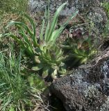 Sempervivum tectorum. Вегетирующее растение. Чёрная гора, Закарпатье, 14.04.2008.