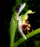 Ophrys apifera