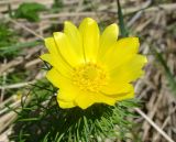 Adonis vernalis