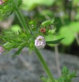 Clinopodium umbrosum. Часть соцветия. Краснодарский край, Сочи, окр. Красной Поляны, обочина дороги. 01.08.2016.