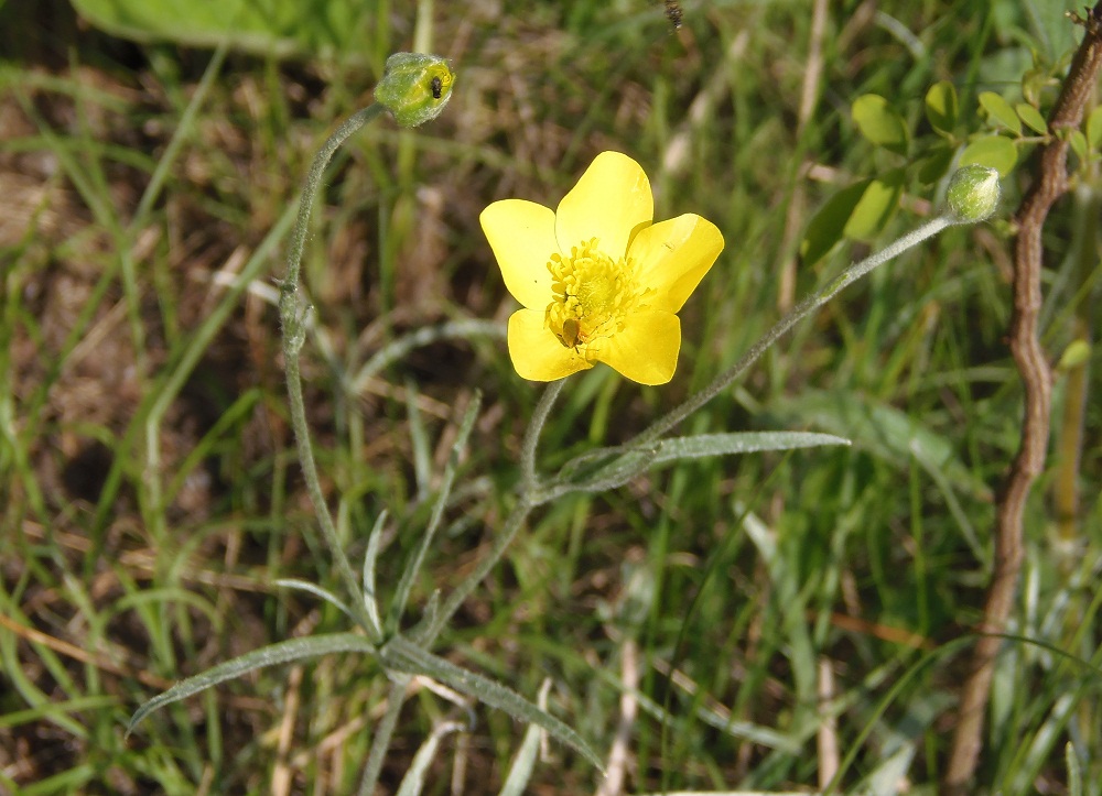 Изображение особи Ranunculus illyricus.