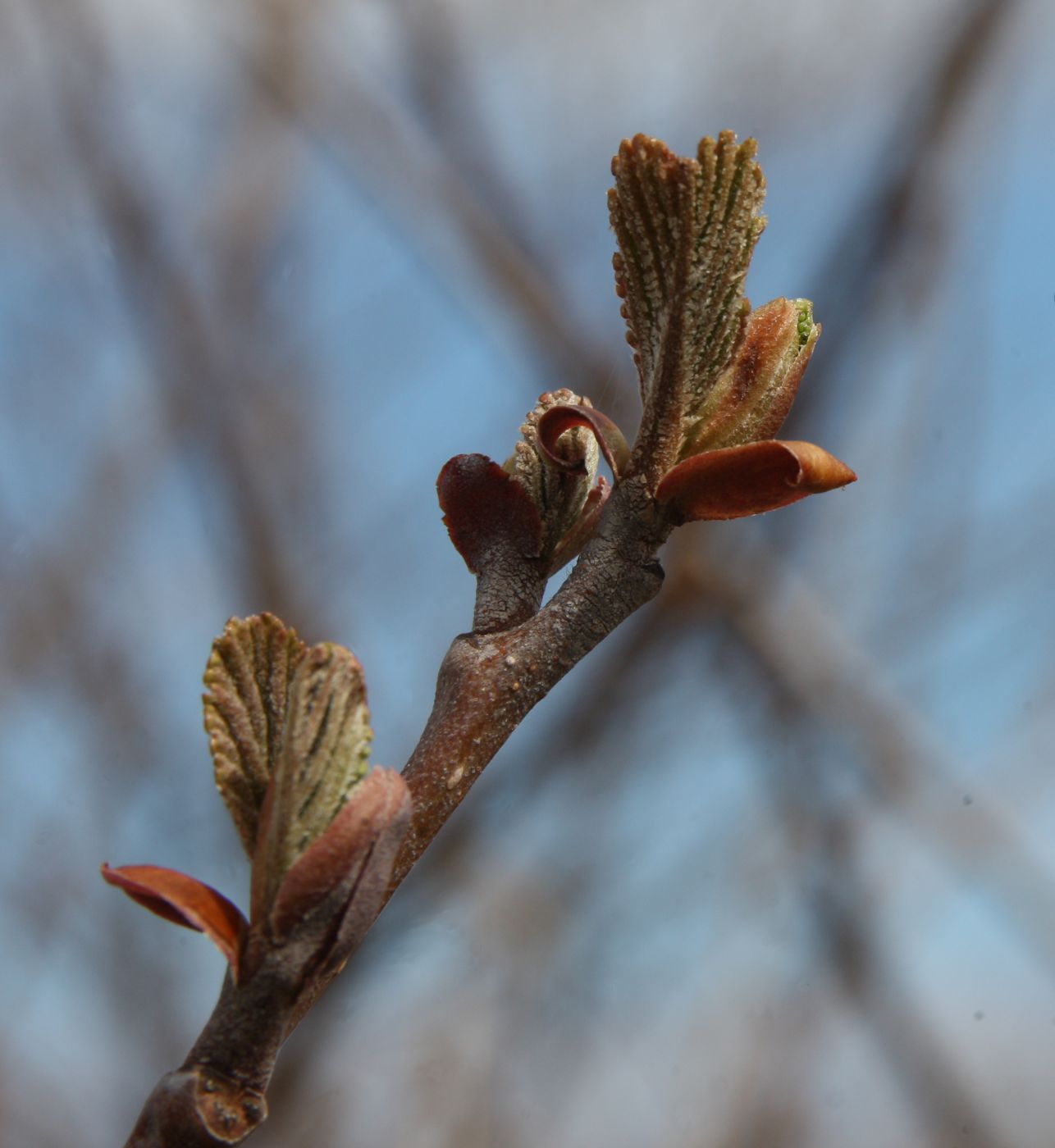 Изображение особи Alnus glutinosa.