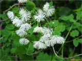 Thalictrum aquilegiifolium