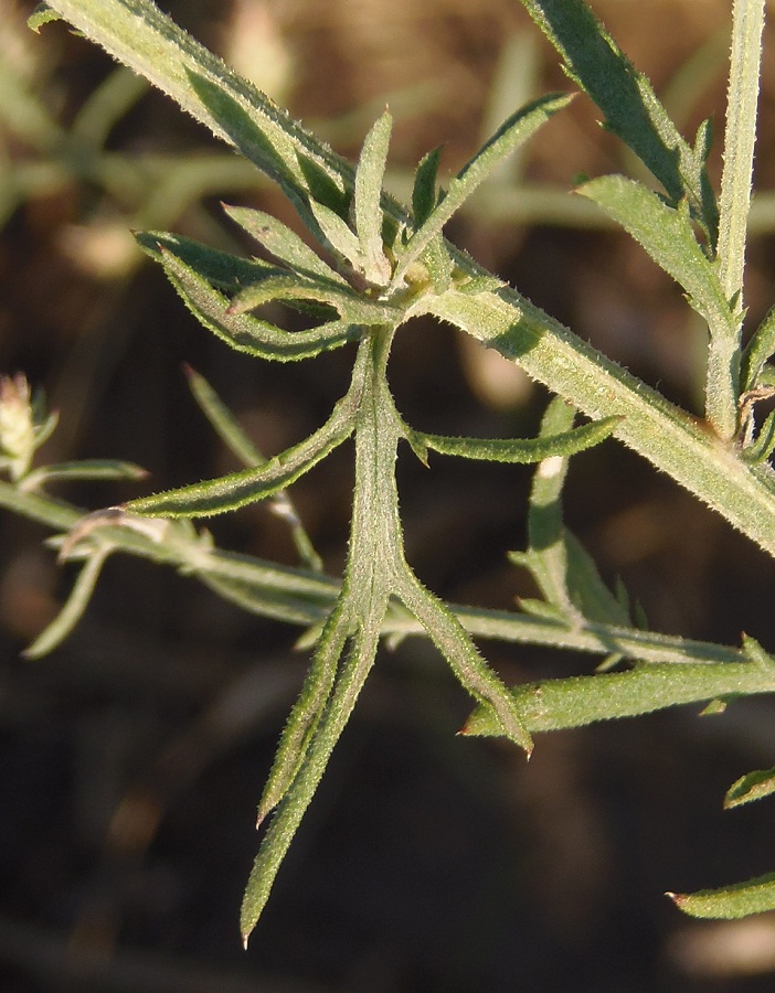 Изображение особи Centaurea diffusa.