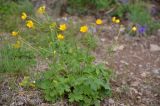 Ranunculus grandifolius