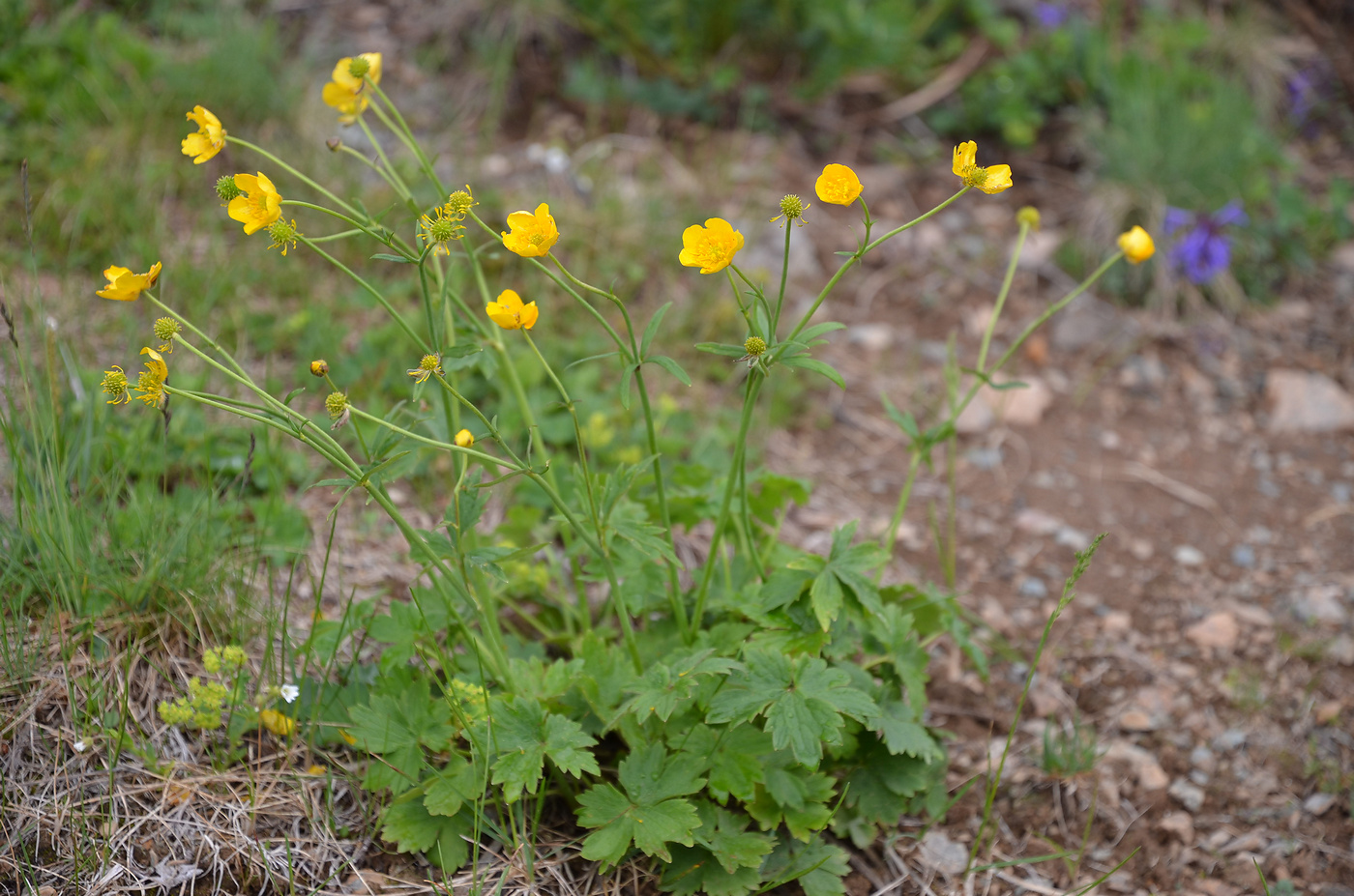 Изображение особи Ranunculus grandifolius.