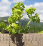 Alchemilla orthotricha