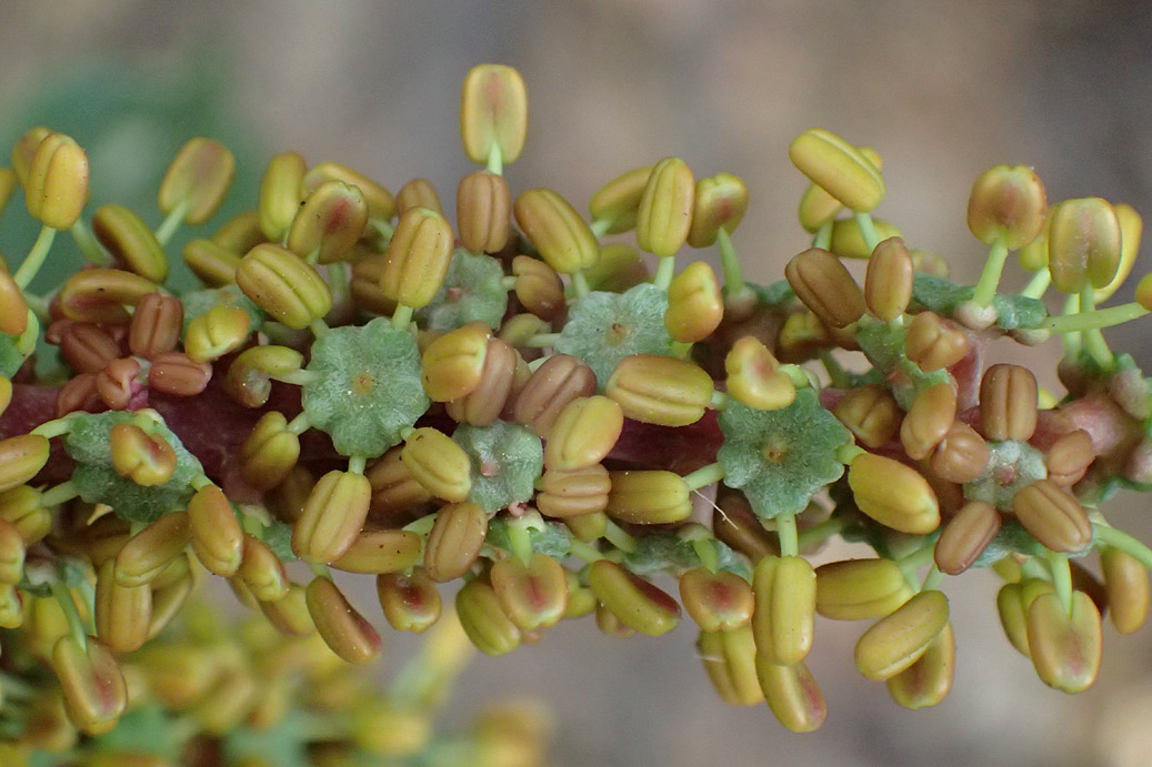 Изображение особи Ceratonia siliqua.