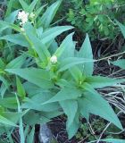 Aconogonon alpinum. Цветущие растения. Башкирия, окр. Белорецка, южный склон горы Мраткиной. Опушка соснового леса.
