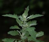 Chenopodium album