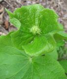 Valeriana tiliifolia