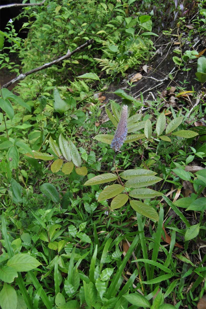 Image of Uraria crinita specimen.