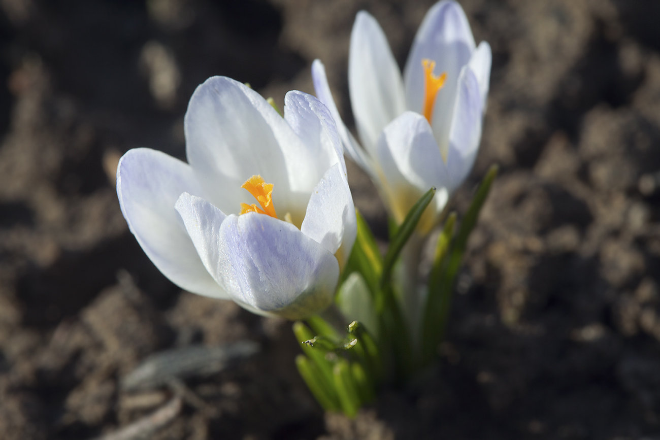 Изображение особи Crocus biflorus.