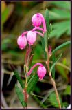 Andromeda polifolia